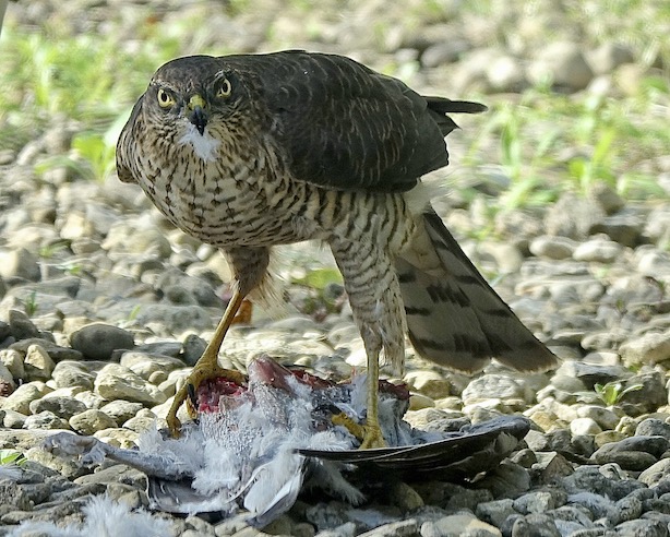sparrowhawk feeding